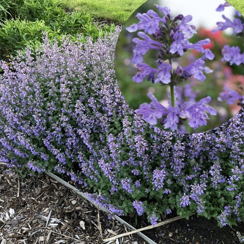 Nepeta 'Purrsian Blue' - Naistenõges 'Purrsian Blue'